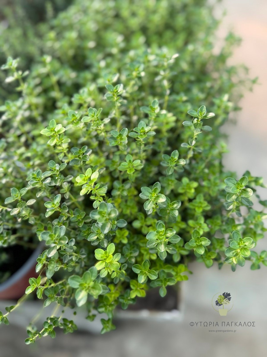 🌿 Λεμονοθύμαρο (Thymus × citriodorus) - 2